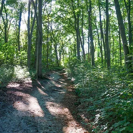 Specht In Zinnowitz, Usedom